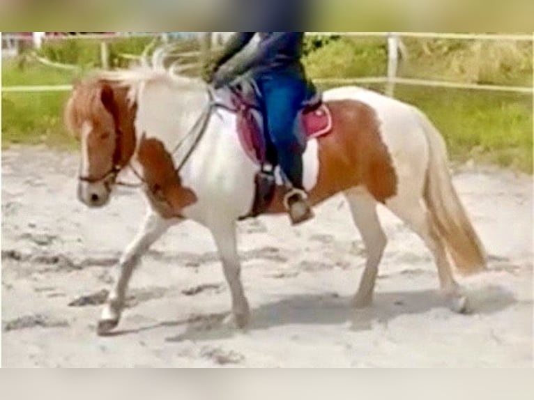 Icelandic Horse Mare 13 years 13.2 hh Pinto in Aurich