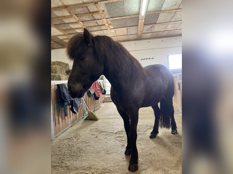 Icelandic Horse Mare 13 years 13,3 hh Black in Linkenbach