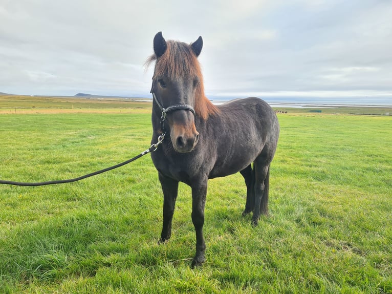 Icelandic Horse Mare 13 years 13,3 hh Brown in Snaefellsbaer