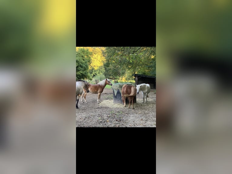 Icelandic Horse Mare 13 years 13,3 hh Chestnut-Red in Frechen