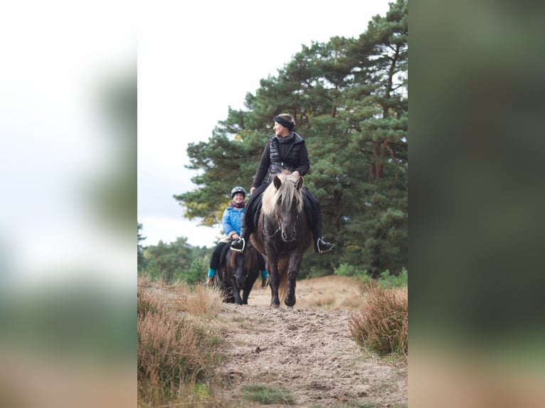 Icelandic Horse Mare 13 years 13,3 hh in Ribbesbüttel