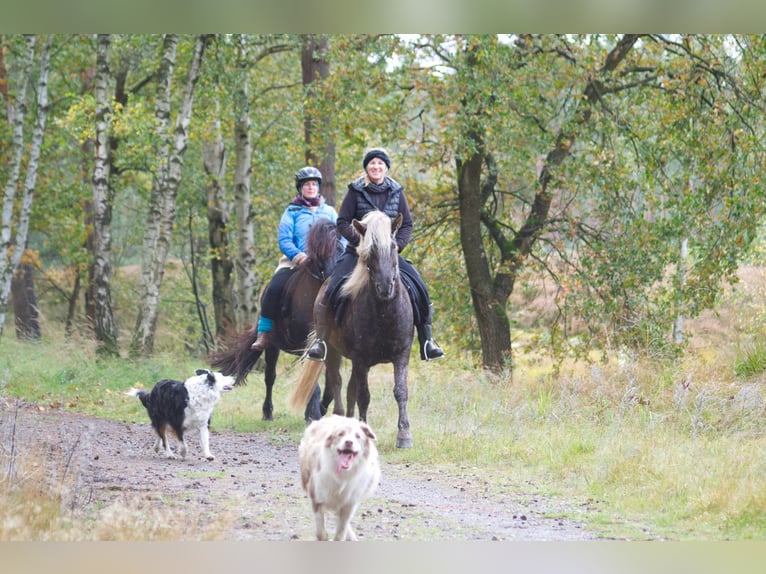 Icelandic Horse Mare 13 years 13,3 hh in Ribbesbüttel