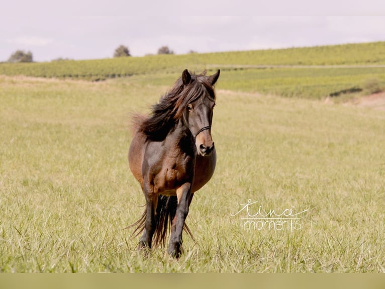 Icelandic Horse Mare 13 years 13 hh Brown in Offenheim