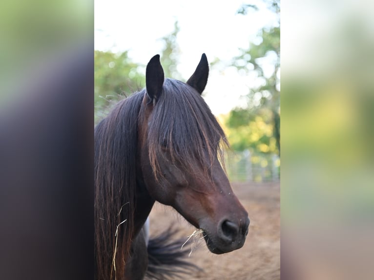 Icelandic Horse Mare 13 years 13 hh Brown in Offenheim