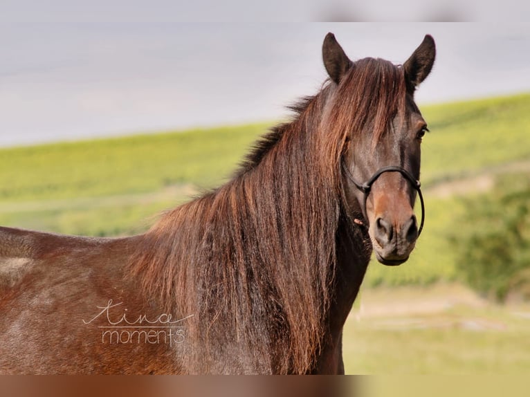 Icelandic Horse Mare 13 years 13 hh Brown in Offenheim