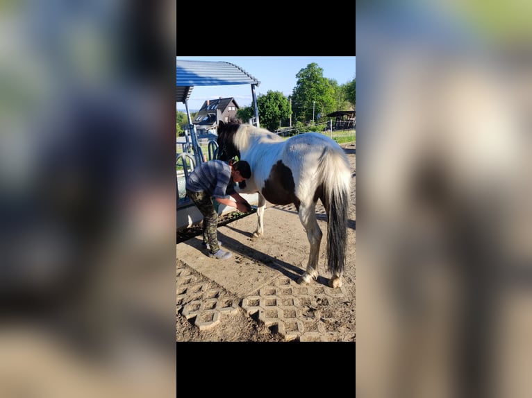 Icelandic Horse Mix Mare 13 years 13 hh Pinto in Treuen