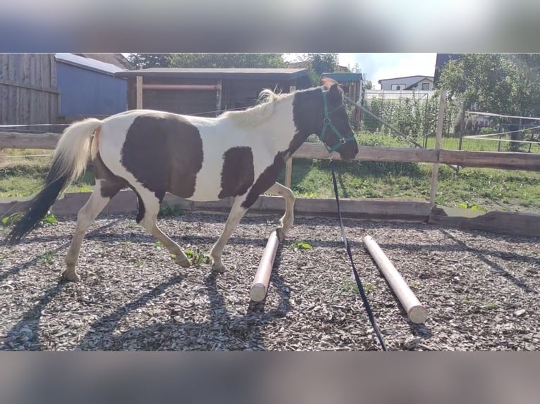 Icelandic Horse Mix Mare 13 years 13 hh Pinto in Treuen