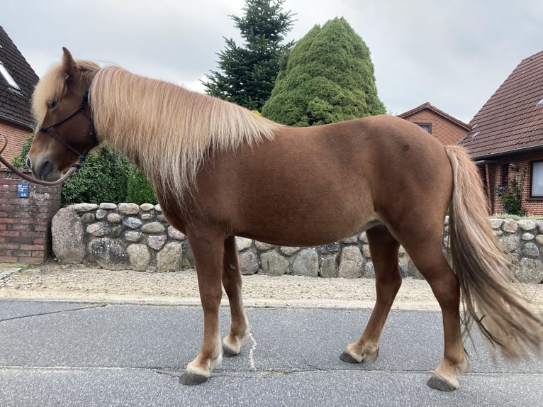 Icelandic Horse Mare 13 years 13,1 hh Chestnut-Red in Ostenfeld