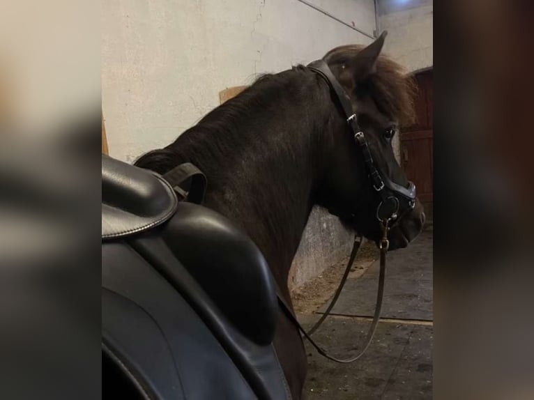 Icelandic Horse Mare 13 years 13,2 hh Black in Blavand