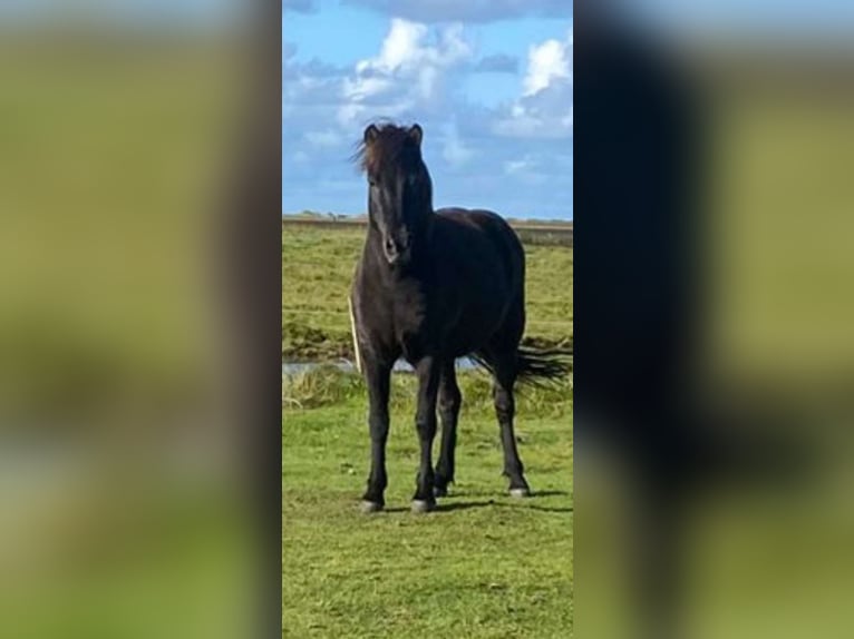 Icelandic Horse Mare 13 years 13,2 hh Black in Blavand