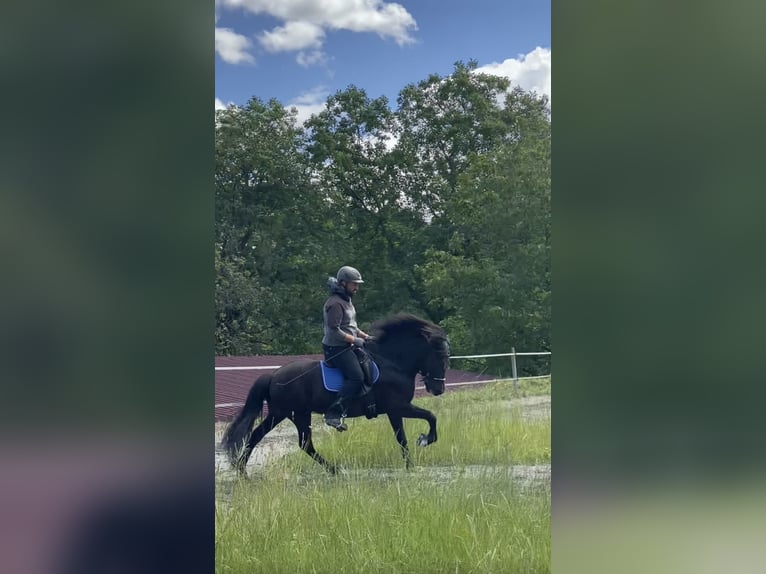 Icelandic Horse Mare 13 years 13,2 hh Black in Zwingenberg