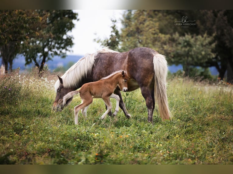 Icelandic Horse Mare 13 years 13,2 hh in Bernau am Chiemsee