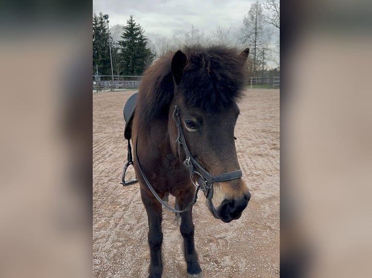 Icelandic Horse Mare 13 years 13,2 hh Brown in Fronreute