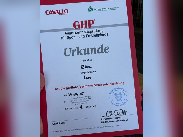 Icelandic Horse Mare 13 years 13,2 hh Chestnut-Red in Crailsheim