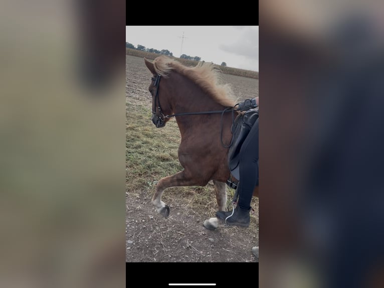 Icelandic Horse Mare 13 years 13,2 hh Chestnut-Red in Neustadt am R&#xFC;benberge