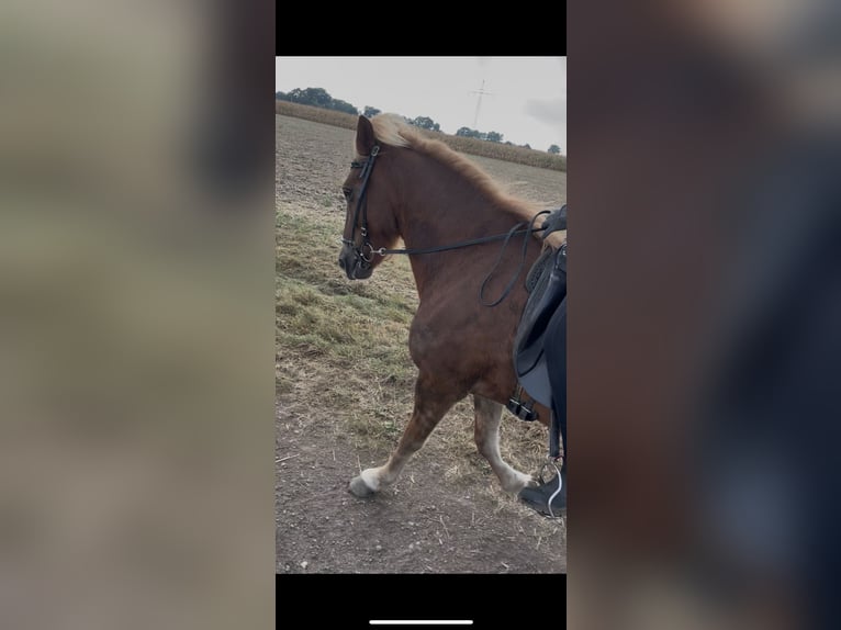 Icelandic Horse Mare 13 years 13,2 hh Chestnut-Red in Neustadt am R&#xFC;benberge
