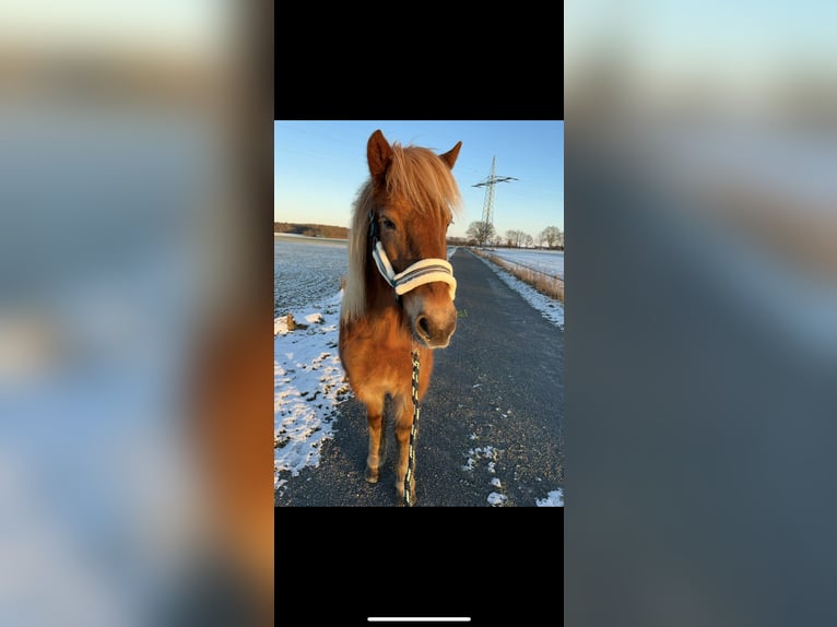 Icelandic Horse Mare 13 years 13,2 hh Chestnut-Red in Neustadt am R&#xFC;benberge