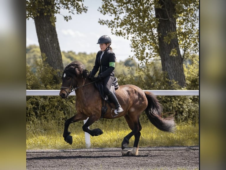 Icelandic Horse Mare 13 years 13,2 hh Dun in Bodenw&#xF6;hr
