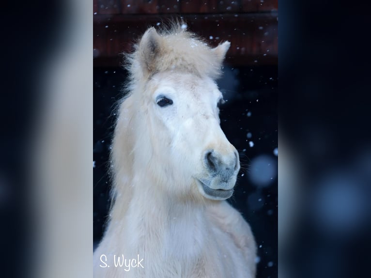 Icelandic Horse Mare 13 years 13,2 hh Grey in Weilheim