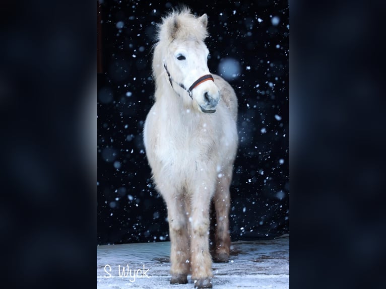 Icelandic Horse Mare 13 years 13,2 hh Grey in Weilheim