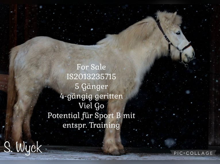 Icelandic Horse Mare 13 years 13,2 hh Grey in Weilheim