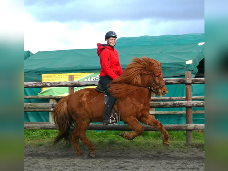 Icelandic Horse Mare 13 years 14,1 hh Chestnut-Red in Euskirchen
