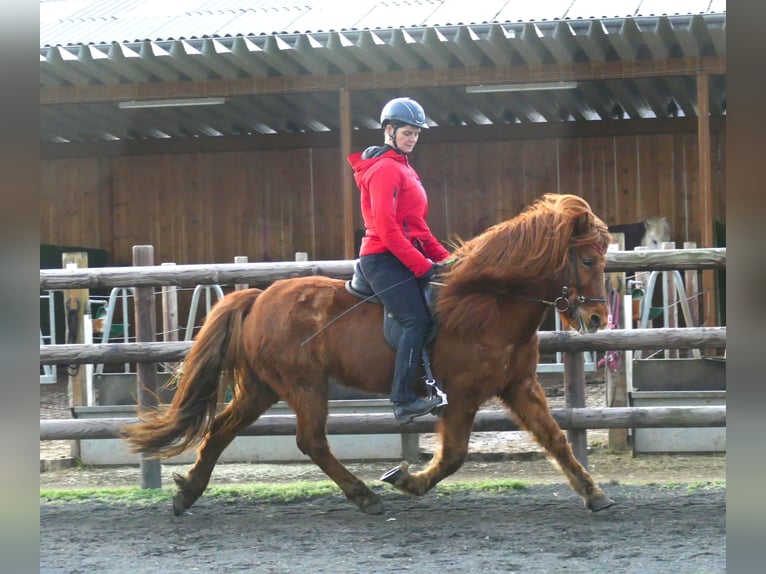 Icelandic Horse Mare 13 years 14,1 hh Chestnut-Red in Euskirchen