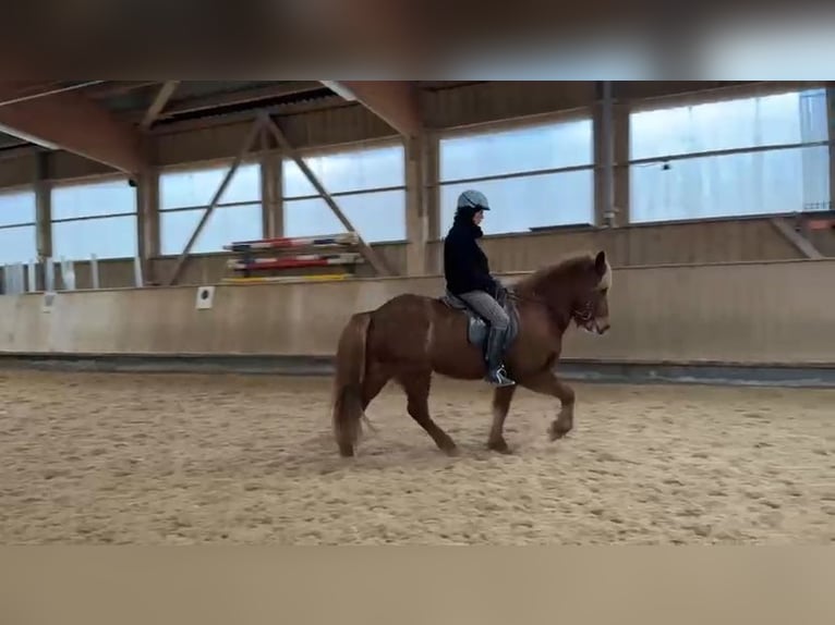 Icelandic Horse Mare 13 years 14.1 hh Chestnut-Red in Holzgünz