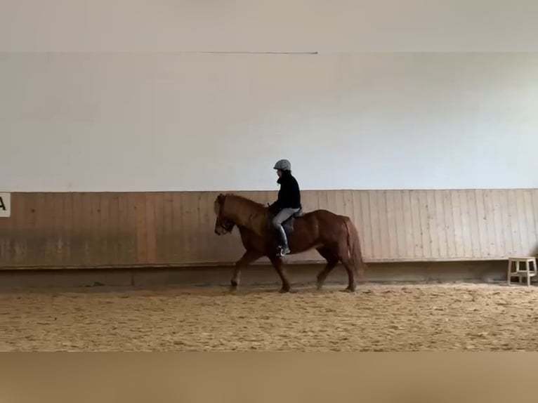 Icelandic Horse Mare 13 years 14.1 hh Chestnut-Red in Holzgünz