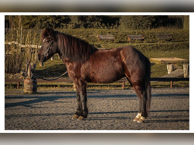 Icelandic Horse Mare 13 years 14 hh Black in Bad Honnef
