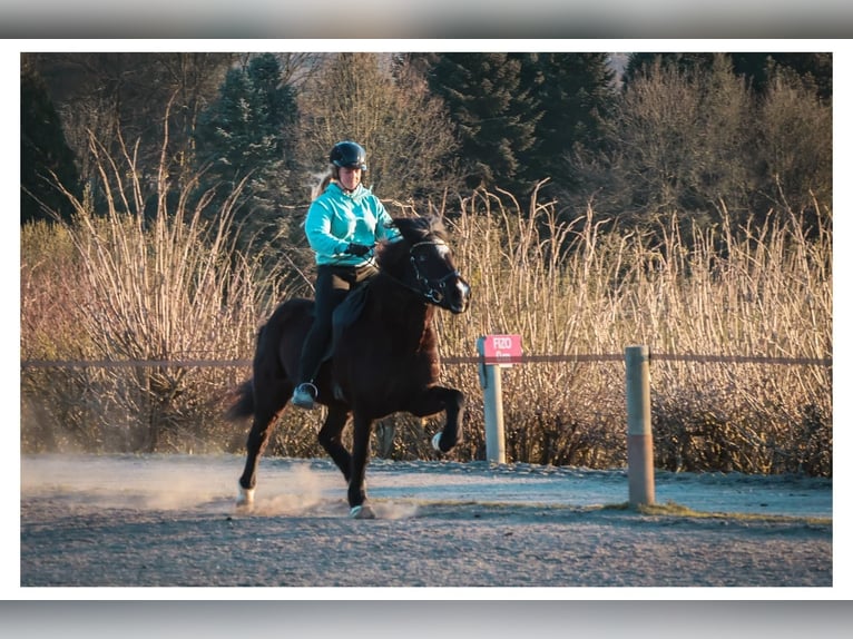 Icelandic Horse Mare 13 years 14 hh Black in Bad Honnef