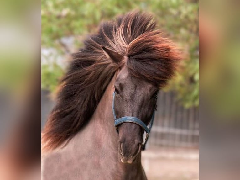 Icelandic Horse Mare 13 years 14 hh Dun in Bechenheim