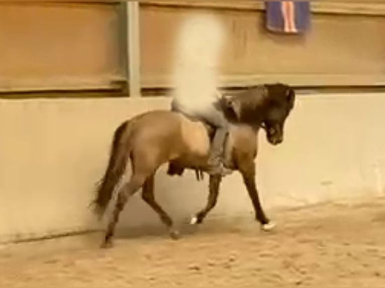 Icelandic Horse Mare 13 years 14 hh Dun in Bechenheim