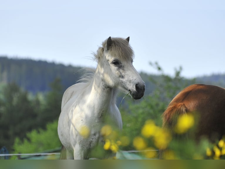 Icelandic Horse Mare 13 years 14 hh Gray in Elzach