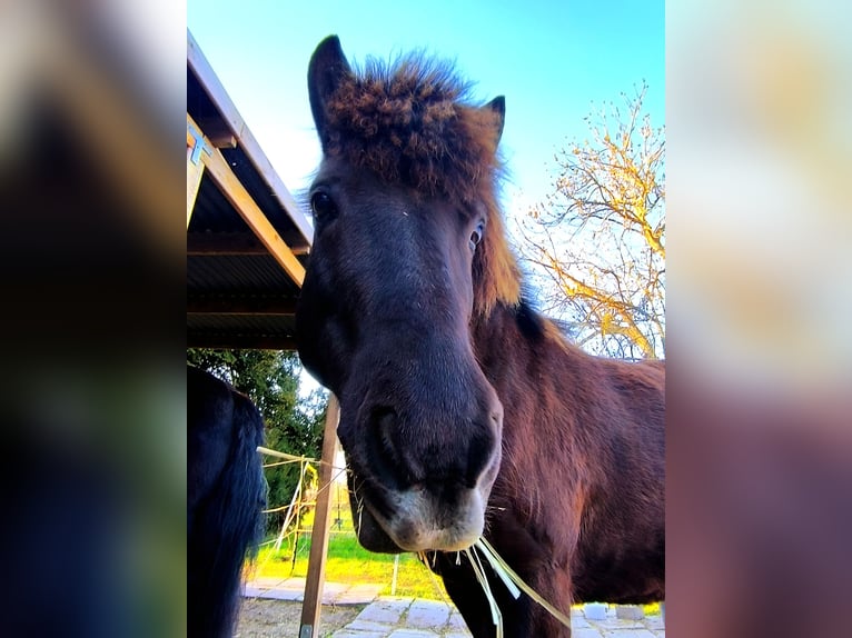 Icelandic Horse Mare 13 years 14 hh  in Erfurt