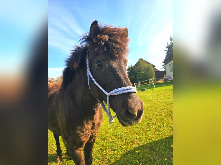 Icelandic Horse Mare 13 years 14 hh  in Erfurt