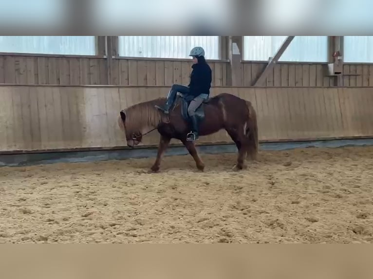 Icelandic Horse Mare 13 years 14,1 hh Chestnut-Red in Holzgünz
