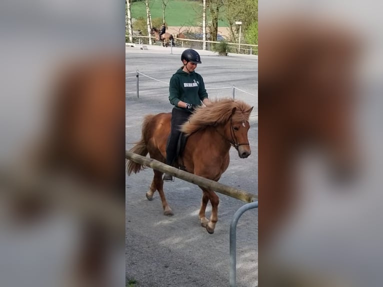 Icelandic Horse Mare 13 years 14,2 hh in Paderborn