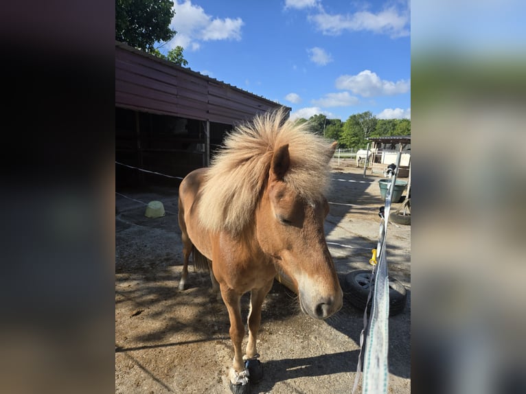 Icelandic Horse Mare 13 years 14,2 hh in Paderborn