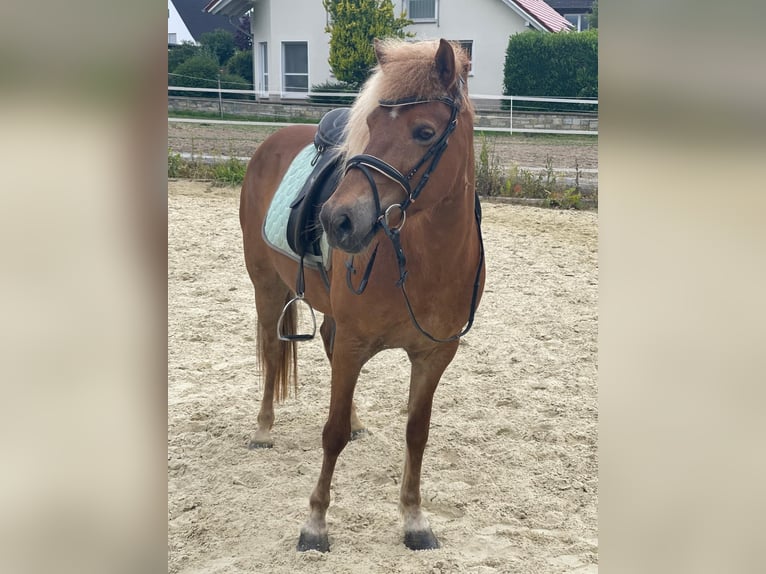 Icelandic Horse Mare 13 years 14,2 hh in Paderborn