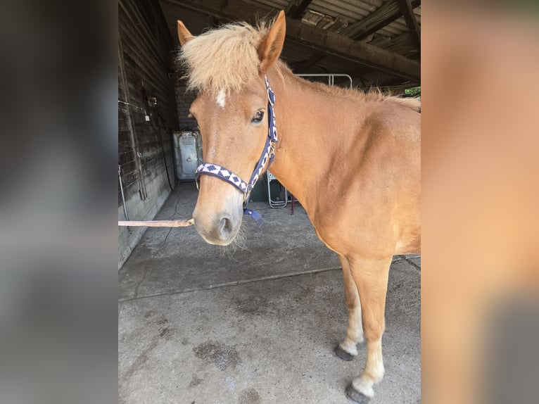 Icelandic Horse Mare 13 years 14,2 hh in Paderborn