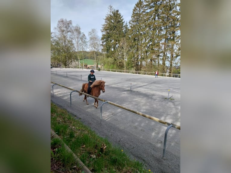 Icelandic Horse Mare 13 years 14,2 hh in Paderborn