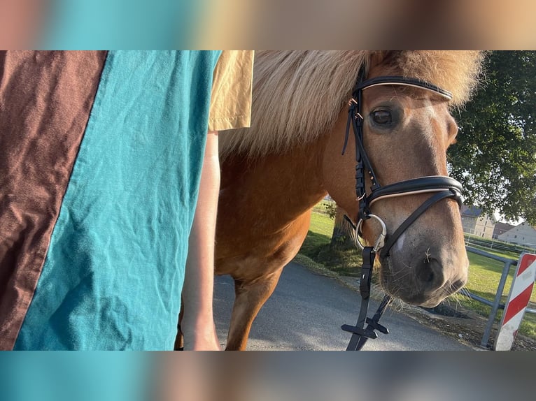 Icelandic Horse Mare 13 years 14,2 hh in Paderborn