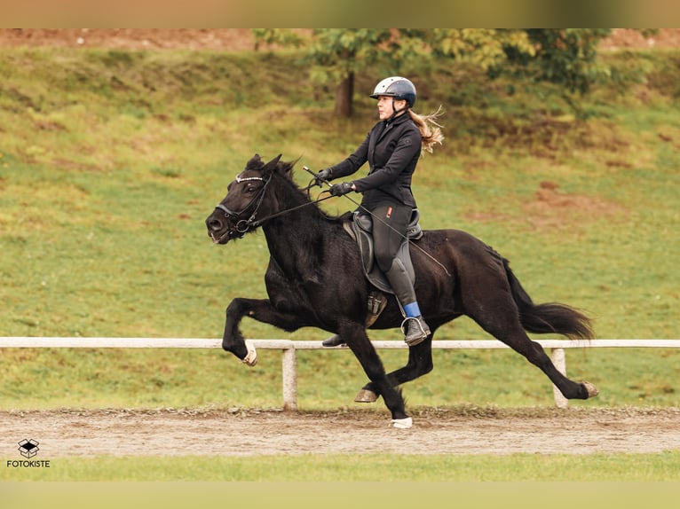 Icelandic Horse Mare 13 years Black in Stra&#xDF;walchen
