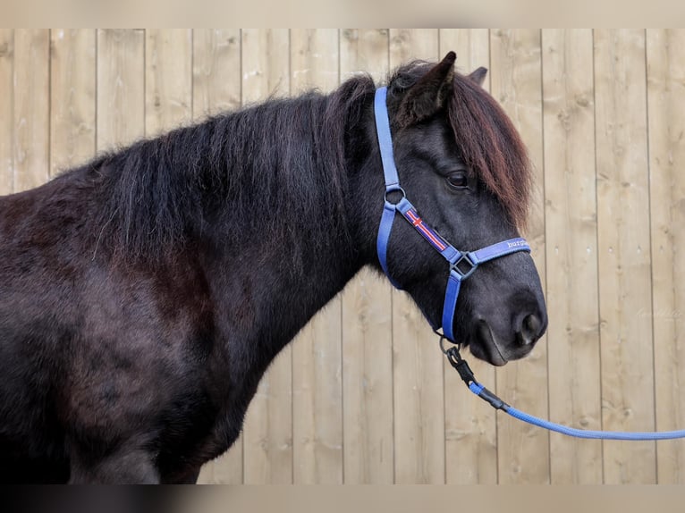 Icelandic Horse Mare 13 years Black in Straßwalchen