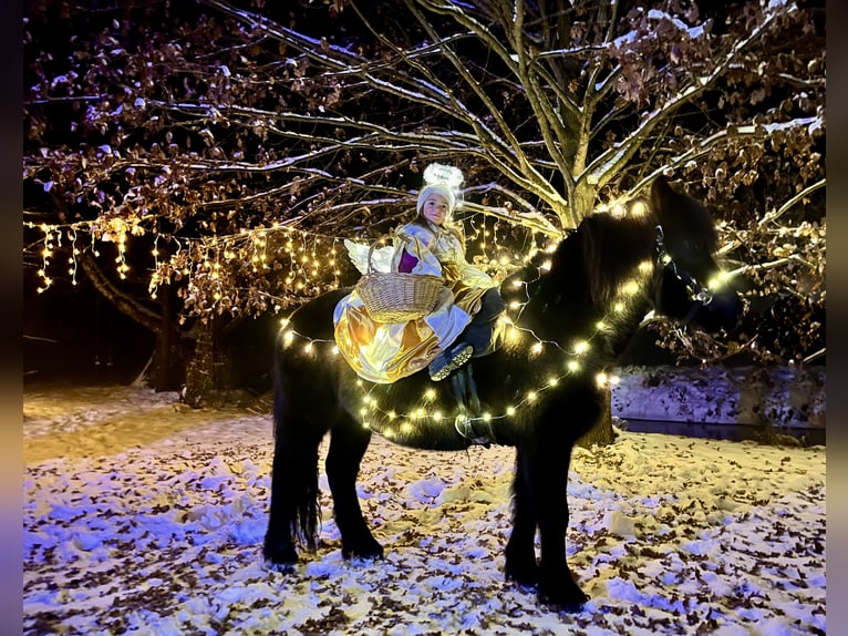 Icelandic Horse Mare 13 years Black in Friedberg