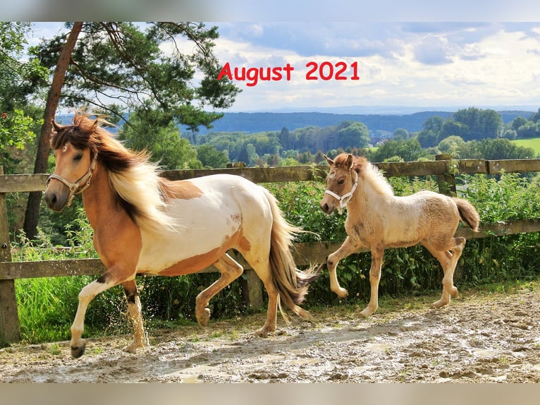 Icelandic Horse Mare 13 years in Ruppichteroth