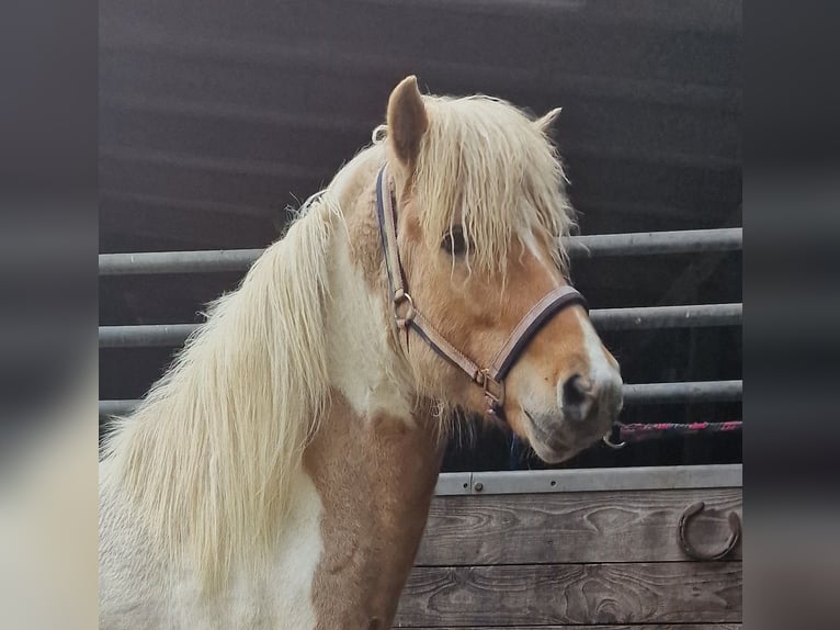 Icelandic Horse Mare 13 years in Ruppichteroth