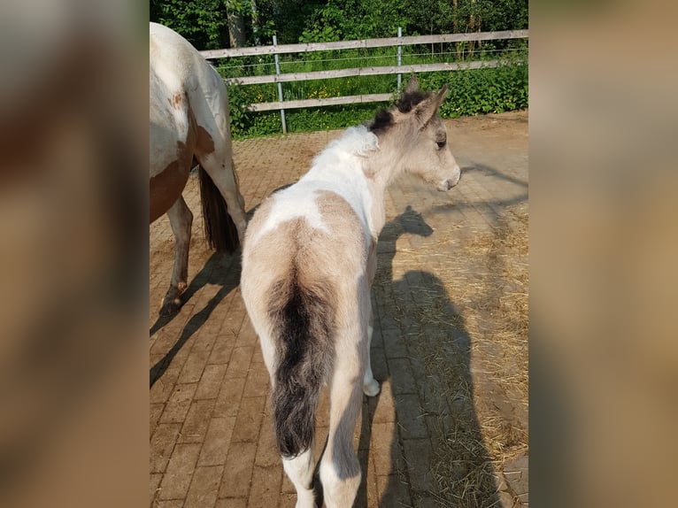 Icelandic Horse Mare 13 years in Ruppichteroth