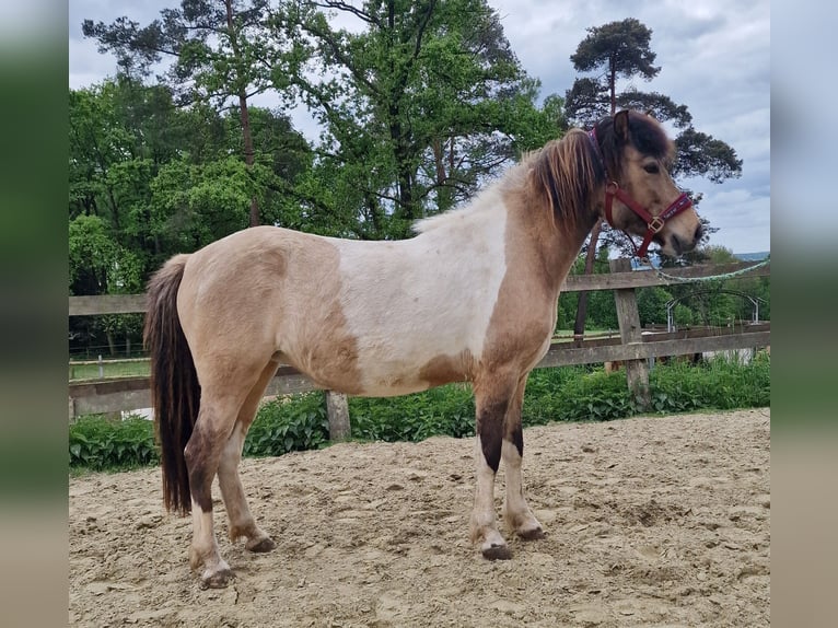 Icelandic Horse Mare 13 years in Ruppichteroth